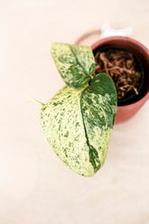 Scindapsus jade satin variegata cream blue